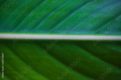 Papier peint  Strelitzia or Bird of paradise tropical flower closeup macro photo