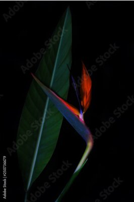 Papier peint  Strelitzia or Bird of paradise tropical flower closeup macro photo