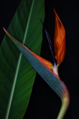 Papier peint  Strelitzia or Bird of paradise tropical flower closeup macro photo