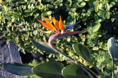 Papier peint  Strelitzia or bird of paradise with orange and blue leaves in the afternoon light Exotic plant with vibrant colors