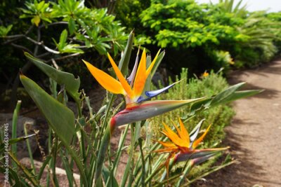 Papier peint  Strelitzia or Paradise bird flower in Tenerife, Canary Islands, Spain