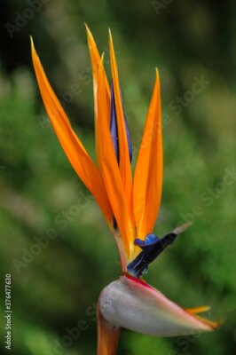 Papier peint  Strelitzia or Strelitzia reginae, also known as bird of paradise flower, in bloom in a tropical garden, evergreen perennial plant grown for its dramatic colors and ornamental, aesthetical values
