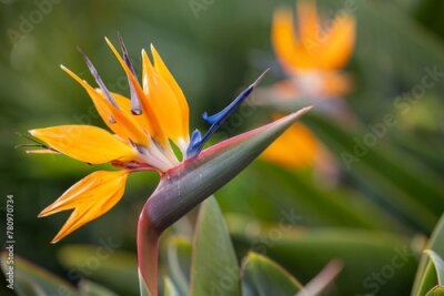 Papier peint  strelitzia orange