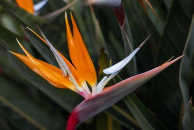 Papier peint  Strelitzia orange close-up on a background of green foliage. Tropical strelitzia bird-like.