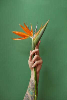 Papier peint  Strelitzia orange dans la main d'une femme sur un fond vert