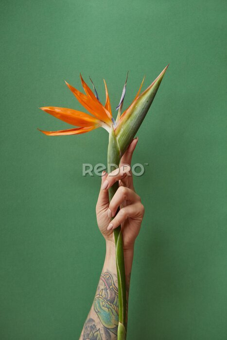 Papier peint  Strelitzia orange dans la main d'une femme sur un fond vert