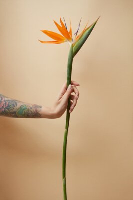 Papier peint  Strelitzia orange dans la main de tatouage d'une femme sur fond beige