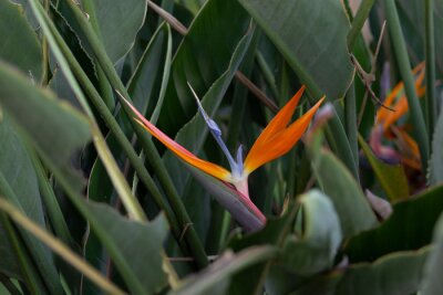 Papier peint  strelitzia orange flower 