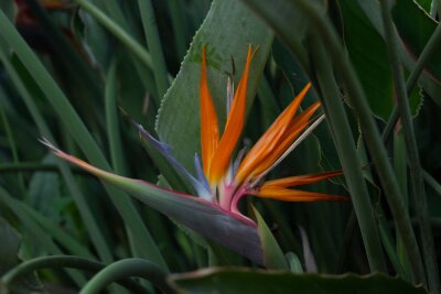 Papier peint  strelitzia orange flower