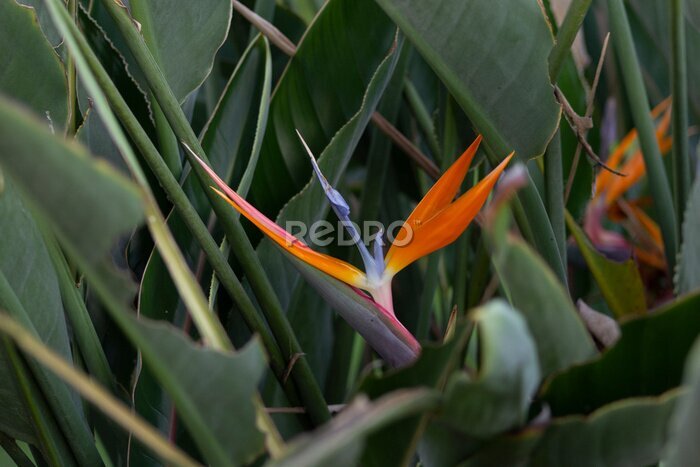 Papier peint  strelitzia orange flower 