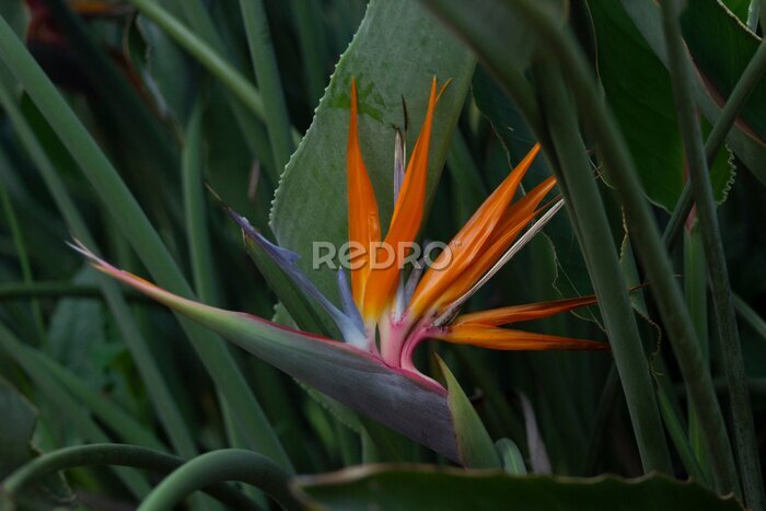 Papier peint  strelitzia orange flower