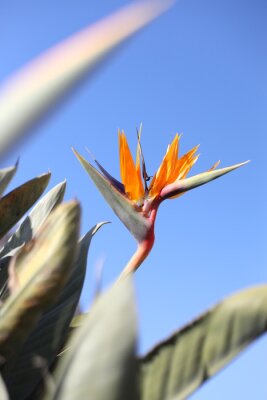 Papier peint  Strelitzia,  orange flower and sky
