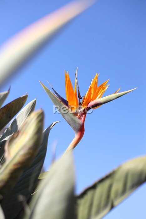 Papier peint  Strelitzia,  orange flower and sky