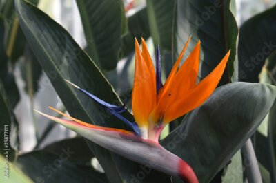 Papier peint  Strelitzia orange flower resembles a crane bird