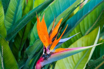 Papier peint  Strelitzia orange flower with green leaves. Botanical background.