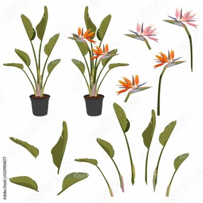 Papier peint  Strelitzia orange tropical flower bouquets set isolated on white. Green leaves, orange and pink blossom design set. South African plant in pot, so called crane flower or bird of paradise.