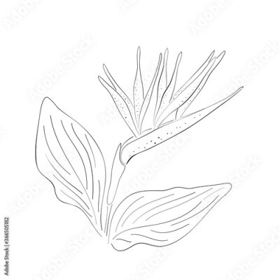 Papier peint  Strelitzia orange tropical flower isolated line on white background. Exotic tropical flower of Strelitzia or bird of paradise. Vector illustration.