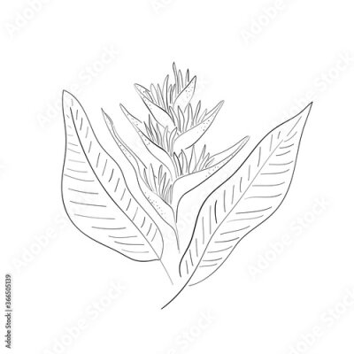 Papier peint  Strelitzia orange tropical flower isolated line on white background. Exotic tropical flower of Strelitzia or bird of paradise. Vector illustration.