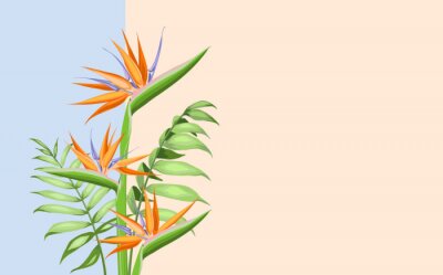 Papier peint  Strelitzia orange tropical flower isolated on color background. Vector illustration.