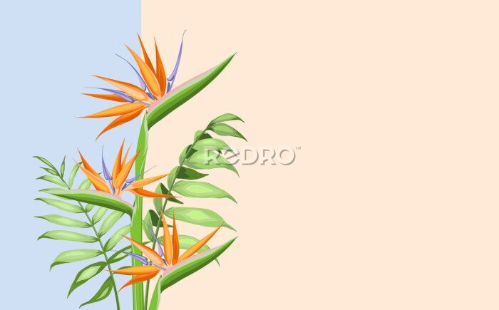 Papier peint  Strelitzia orange tropical flower isolated on color background. Vector illustration.