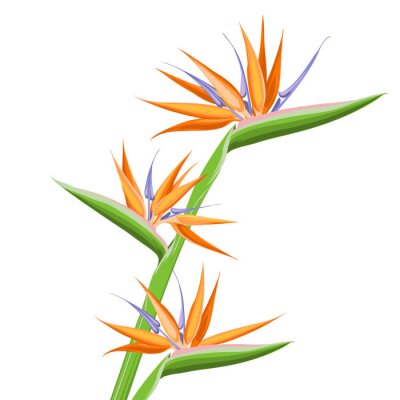 Papier peint  Strelitzia orange tropical flower isolated on white background. Exotic tropical flower of Strelitzia or bird of paradise. Vector illustration.