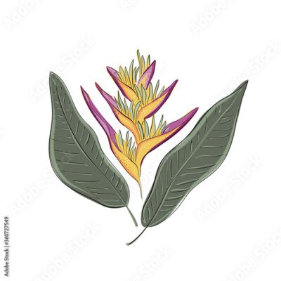 Papier peint  Strelitzia orange tropical flower isolated on white background. Exotic tropical flower of Strelitzia or bird of paradise. Vector illustration.