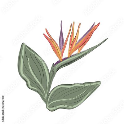 Papier peint  Strelitzia orange tropical flower isolated on white background. Exotic tropical flower of Strelitzia or bird of paradise. Vector illustration.
