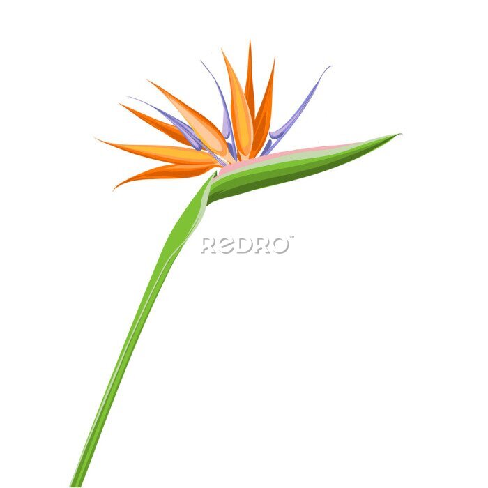 Papier peint  Strelitzia orange tropical flower isolated on white background. Exotic tropical flower of Strelitzia or bird of paradise. Vector illustration.