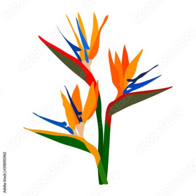 Papier peint  Strelitzia orange tropical flower isolated on white background. Exotic tropical strelitzia flower or bird of paradise. Vector illustration for print greeting card, poster, website design