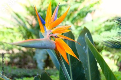 Papier peint  Strelitzia ou fleur d'oiseau de paradis