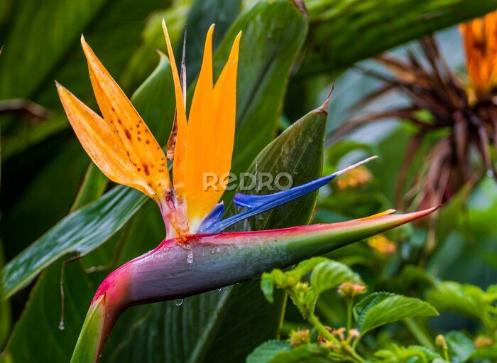 Papier peint  Strelitzia ou fleur d'oiseau de paradis