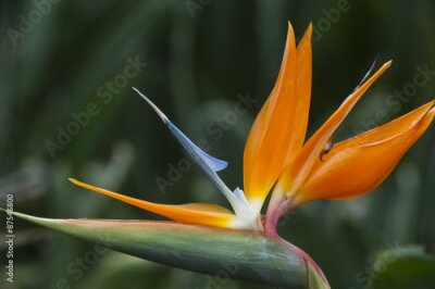 Papier peint  Strelitzia ou Grues Fleur, plante originaire d'Afrique de beaut rares