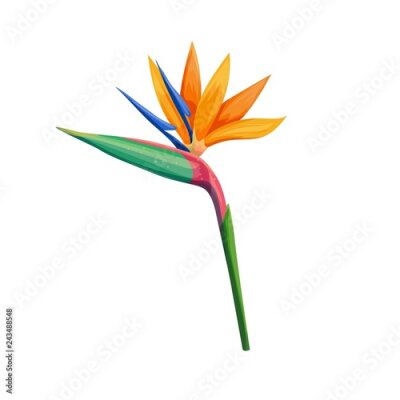 Papier peint  Strelitzia ou oiseau de paradis