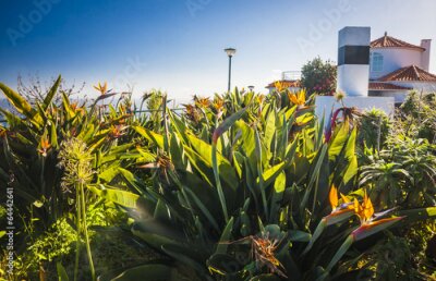 Papier peint  Strelitzia ou oiseau de paradis fleur.