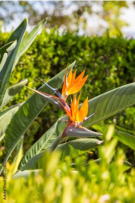 Papier peint  Strelitzia ou oiseau de paradis fleur au portugal