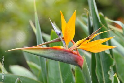 Papier peint  Strelitzia ou oiseaux de paradis fleur