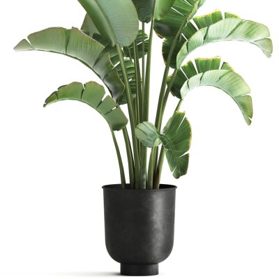 Papier peint   Strelitzia palm in a loft pot for the interior