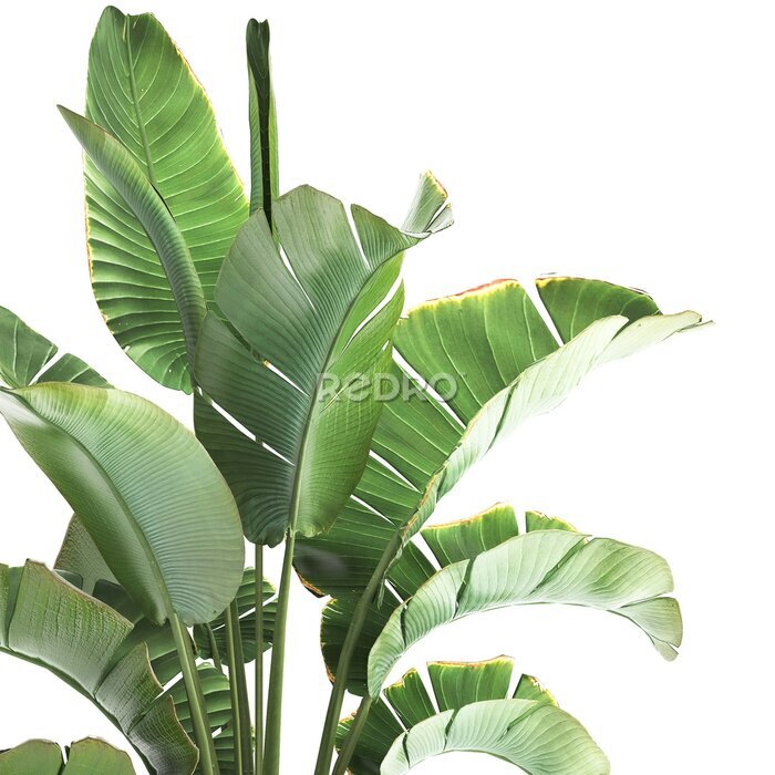 Papier peint   Strelitzia palm in a loft pot for the interior