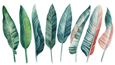 Papier peint  Strelitzia palm leaf set on isolated background, hand drawn watercolor botanical painting.