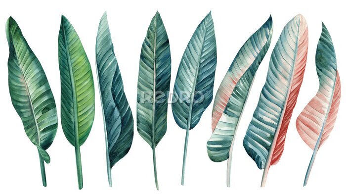 Papier peint  Strelitzia palm leaf set on isolated background, hand drawn watercolor botanical painting.