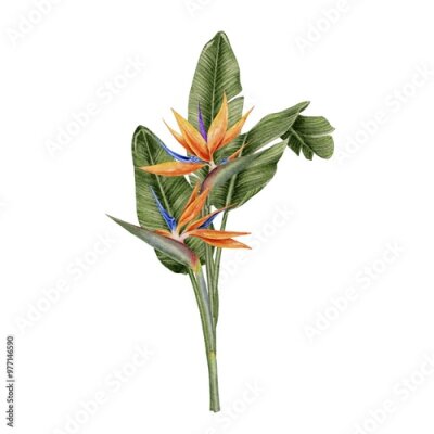 Papier peint  Strelitzia, palm leaves composition watercolor illustration postcard