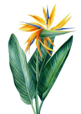 Papier peint  Strelitzia palm. Tropical flowers on isolated white background, watercolor illustration.