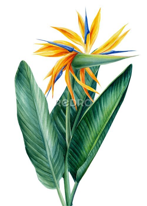 Papier peint  Strelitzia palm. Tropical flowers on isolated white background, watercolor illustration. 