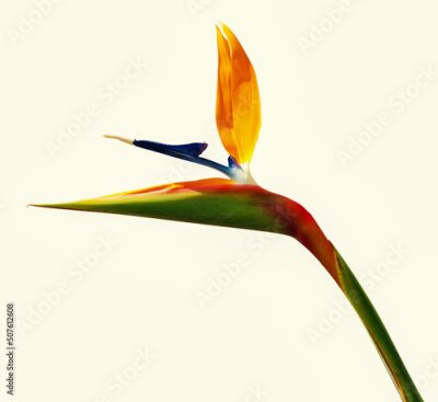 Papier peint  Strelitzia - paradise flower