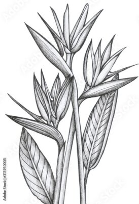 Papier peint  strelitzia pattern