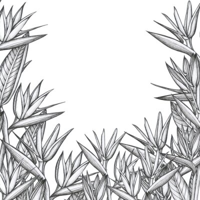 Papier peint  strelitzia pattern