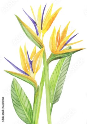 Papier peint  strelitzia pattern