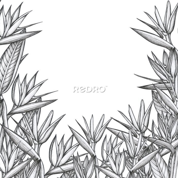 Papier peint  strelitzia pattern