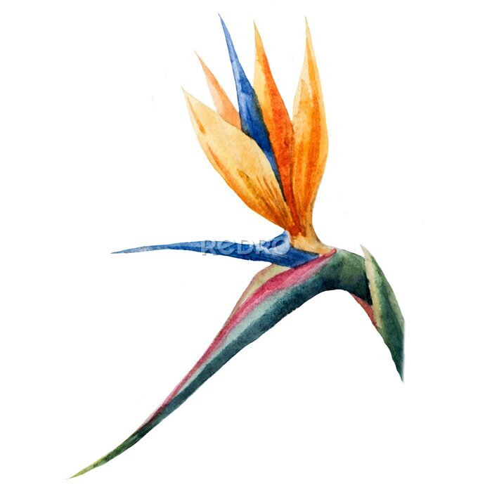 Papier peint  Strelitzia, peinture, fleurs