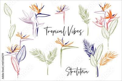 Papier peint  Strelitzia pink, green, orange, colorful line flowers, banana palm leaf. Tropic outline floral illustrations. Tropical collection. Sketch in watercolor style. Hand drawn line on white background